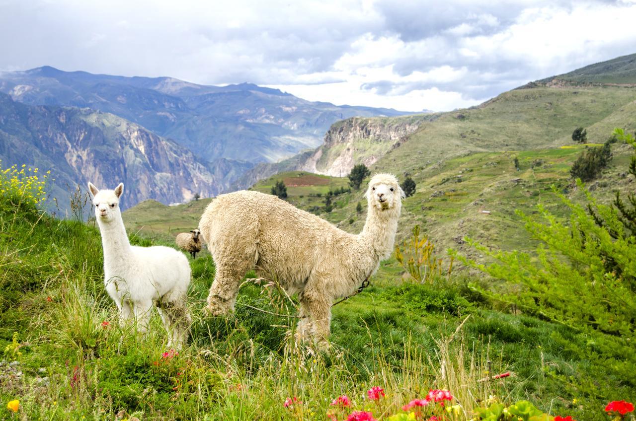 La Granja Del Colca Villa Cabanaconde Buitenkant foto