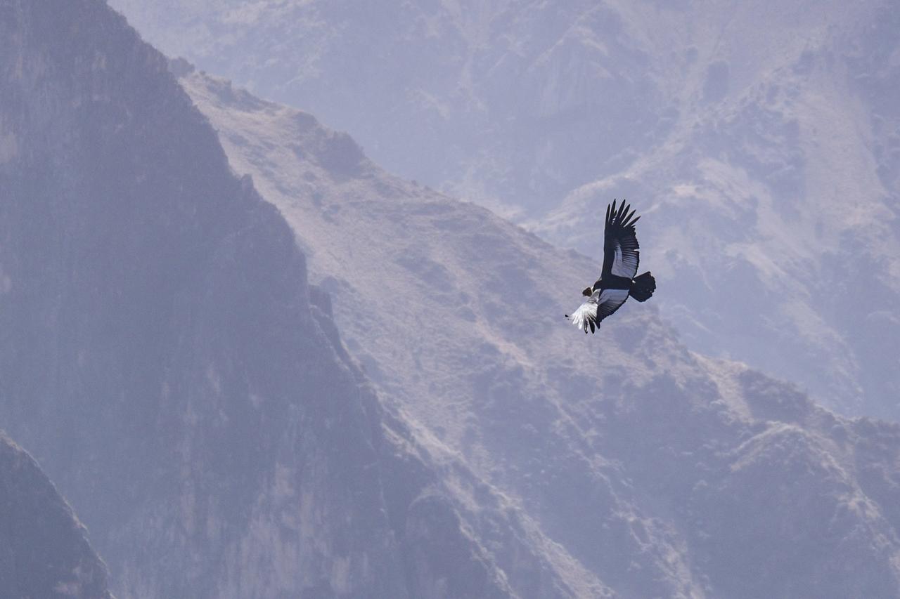 La Granja Del Colca Villa Cabanaconde Buitenkant foto